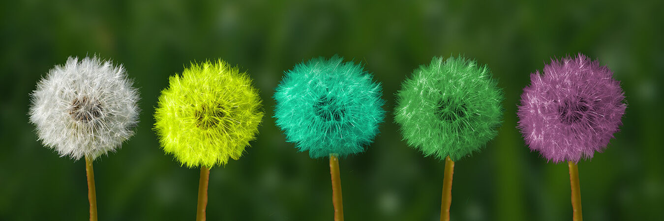 five dandelion seed heads of different colors